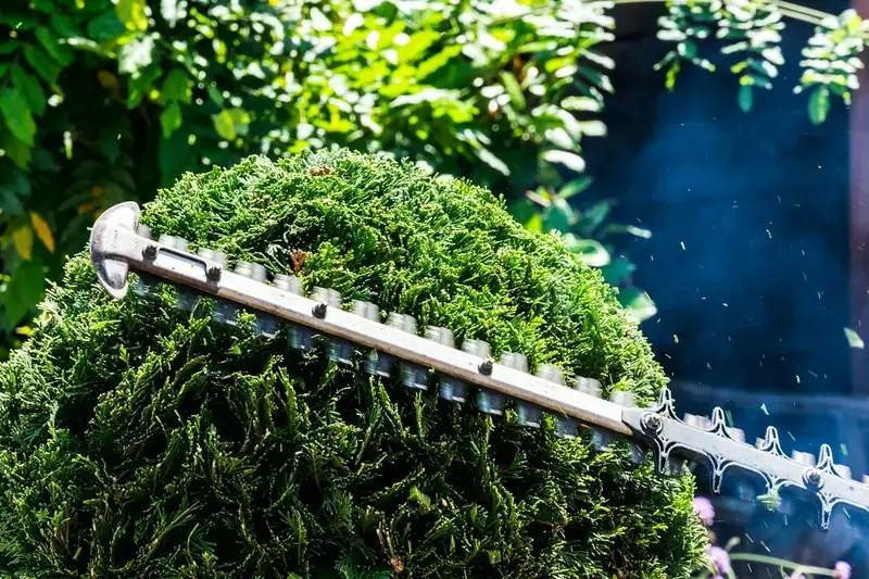 Hedge trimmer shaping a green shrub